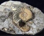 Asteroceras confusum SPATH 1925 - Bild © FossNet FossilienStore
